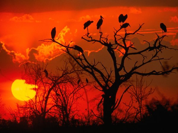 Botswana-Sunset-Africa